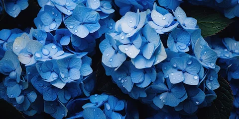 Fototapete A bunch of blue flowers with water droplets on them © pham