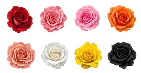 Set of various beautiful blooming roses isolated on transparent background. Generative AI