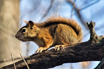 Close-up of a squirrel perched on a tree branch on an Autumn day in a Wisconsin forest.
