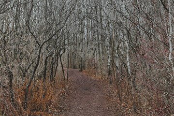 Winter landscape of a hiking trail passing through a forest of bare trees, including birch trees, at Lion's Den Gorge, near Grafton, Wisconsin.