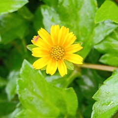 Macro flower in the garden