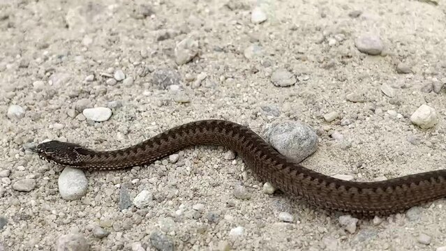 A deadly common viper, vipera berus, in nature. A venomous animal crawls across the sand in the wild.