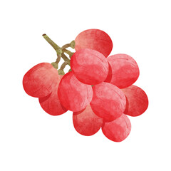 Grapes  Design elements. watercolour style vector illustration.
