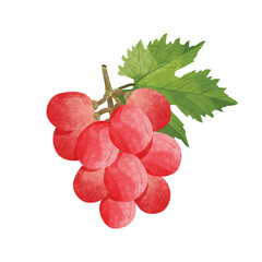 Grapes  Design elements. watercolour style vector illustration.