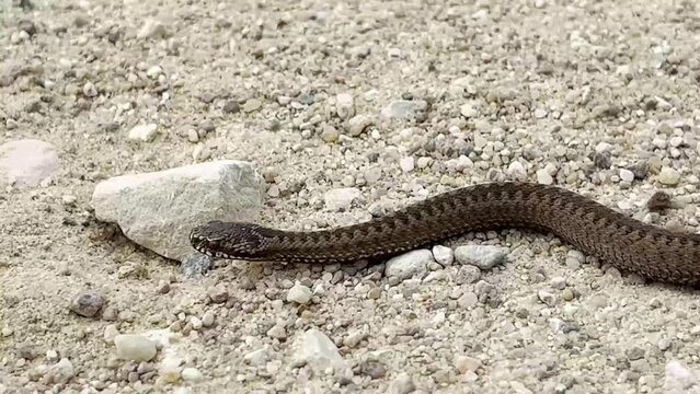 The deadly common viper, vipera berus, crawls across the sand in the wild