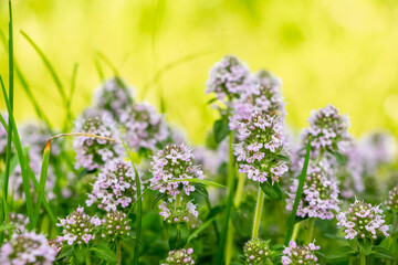 Thyme blooms in the spring. Thyme is a medicinal and honey-bearing plant