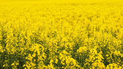 Obraz premium Field with yellow rapeseed flowers, spring background