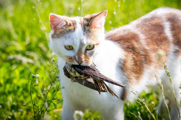A domestic cat catches a swallow and holds the prey in its mouth © Volodymyr