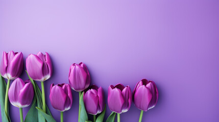 Elegant Purple Tulips on a Lavender Background