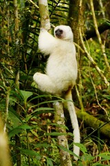 Critically endangered white Silky sifaka (Propithecus candidus) in the rainforest of Marojejy National Park