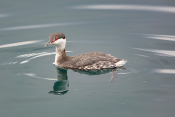 Horned grebe that came to Aomori Prefecture to spend the winter