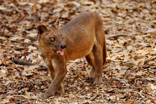 Pregnant female Fossa (Cryptoprocta ferox), also known as Fosa, at the dry forest of Kirindy, Menabe region, western Madagascar