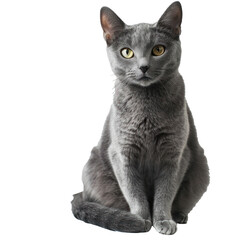 A cute sitting russian blue cat, transparent or isolated on white background - obrazy, fototapety, plakaty