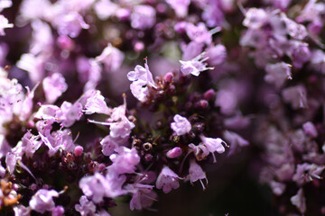 Obraz premium medical and spices herb marjoran\oregano blossom background. macro shot