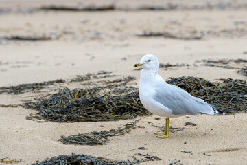 A ring-billed seagull (Larus delawarensis) stands on a sandy beach by a pile of seaweed.
