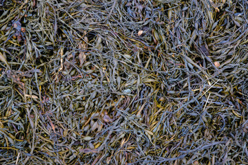 A closeup of a pile of wet seaweed. The seaweed is mostly dark green and yellow, with small bits of purple mixed in.