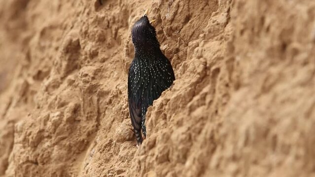 A starling sits on a slope and sings. A bird in a mating outfit. The voice of a starling.