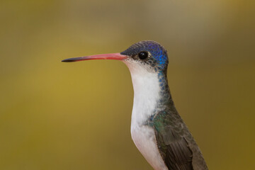 Fototapeta premium Portrait of a Violet Crowned hummingbird in soft overcast light with warm autumn colors in the background. 