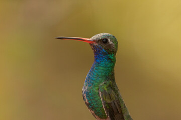 Portrait of a Broadbilled Hummingbird taken on an overcast day with a soft out of focus yellow...