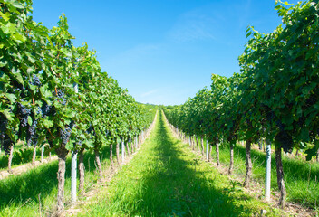 Fototapeta na wymiar Large bunches of red wine grapes in vineyard.