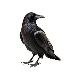 Fototapeta premium Raven isolated on white or transparent background 