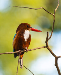 Kingfisher on branch