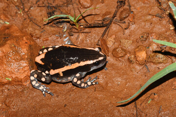 Banded rubber frog (Phrynomantis bifasciatus), also known as South African snake-necked frog, out on the savannah floor at night after rainfall at Babanango Game Reserve, KwaZulu-Natal, South Africa