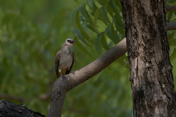 Yellow vented bulbul singing