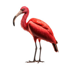Scarlet ibis bird isolated on white or transparent background