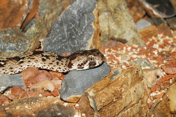 Close-up of an African saw-scaled viper (Echis ocellatus)