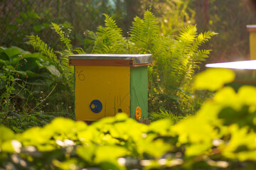 To hive a swarm, to make increase from a colony, make up a nucleus, rearing, rotating brood, to run a bee-yard. Yellow hives for cuttings of honey bees nucleuses in the garden near the lupine