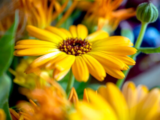 delicate beautiful yellow calendula flower, macro on a blurred background