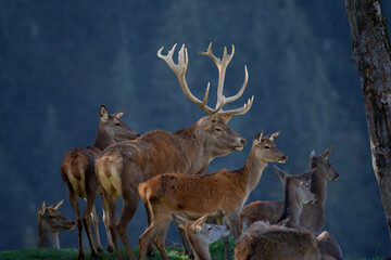 Brunfthirsch mit kahlwild Rudel (Hirschkuh)