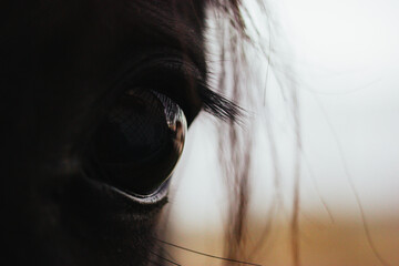 Detail picture of horse face closeup. Black brown horse's eye and long eyelashes, hair macro photo....
