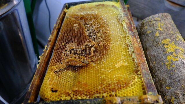 Honey museum in a town in Navarra
