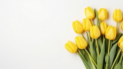 Spring season yellow tulip flowers on side of white background with copy space