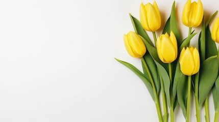 Spring season yellow tulip flowers on side of white background with copy space