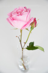 Une rose dans un vase - 700748714