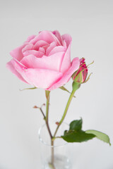 Une rose dans un vase
