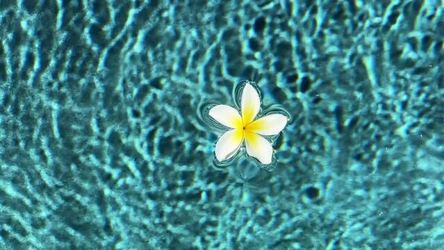 Top view of frangipani flower floating in the swimming pool. Clear blue water surface. Turquoise water ripples refracting on sun. Tropical flower and transparent water. Seamless background, 4k footage