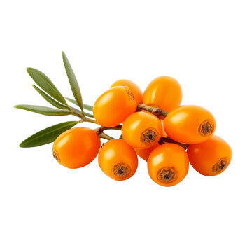 fresh organic sea buckthorn cut in half sliced with leaves isolated on white background with clipping path