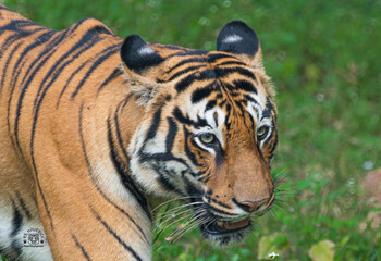 Fototapeta premium Tiger in the wild. This image can be used as a magazine cover or a reference photograph for wildlife conservation magazines.