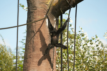 Close up of Siamnang Gibbon on the tree in the zoo