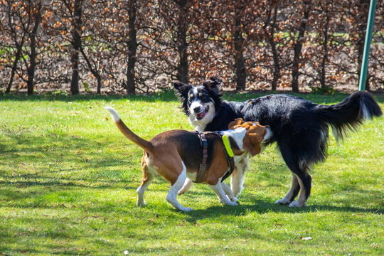 two dogs playing on a meadow (Bealge and Australian Shepherd)