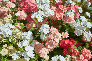 White, pink, red  and green flowers of Phlox Grandiflora Tapestry Mix in the garden. Summer and spring time