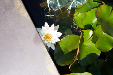 White flower of Lotus in the garden. Summer and spring time