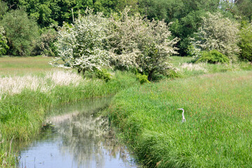 Heron on a tall meadow by a stream