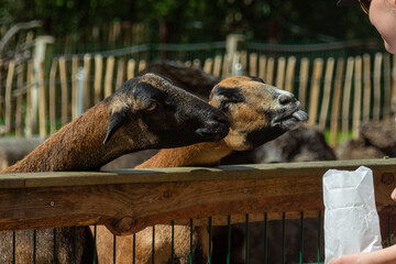 Goats being fed in a zoo