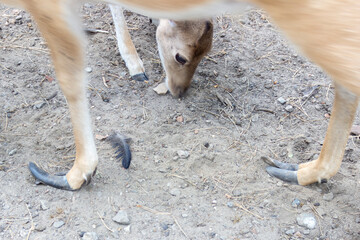 very long, neglected hooves on a deer