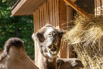 Camel eats hay and chews on it contentedly